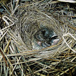 55 Natalia Polikarpova Nestling of Emberiza schoeniculus.jpg